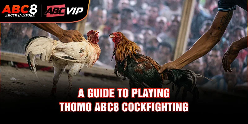 Thomo Abc8 Cockfighting – Elite Thomo Battle Arena A Guide to Playing Thomo Abc8 Cockfighting