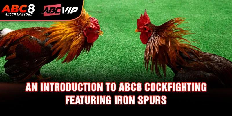 An Introduction to Abc8 Cockfighting Featuring Iron Spurs