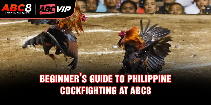 Beginner’s Guide to Philippine Cockfighting at Abc8